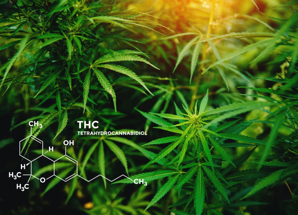 THC