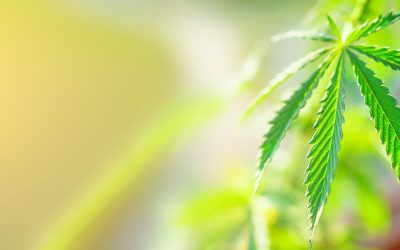 What Is Organic CBD in Hemp, AZ and How Is It Beneficial to Health?