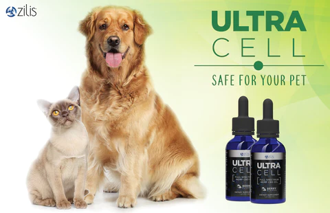 Try Full-Spectrum CBD Oil for Dogs If Your Pet Is Suffering