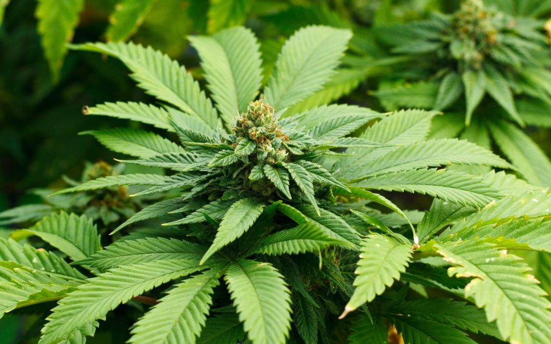 Explore Cannabis and CBD Products at a CBD Marijuana Dispensary in Brighton CO