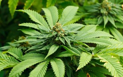 Explore Cannabis and CBD Products at a CBD Marijuana Dispensary in Brighton CO